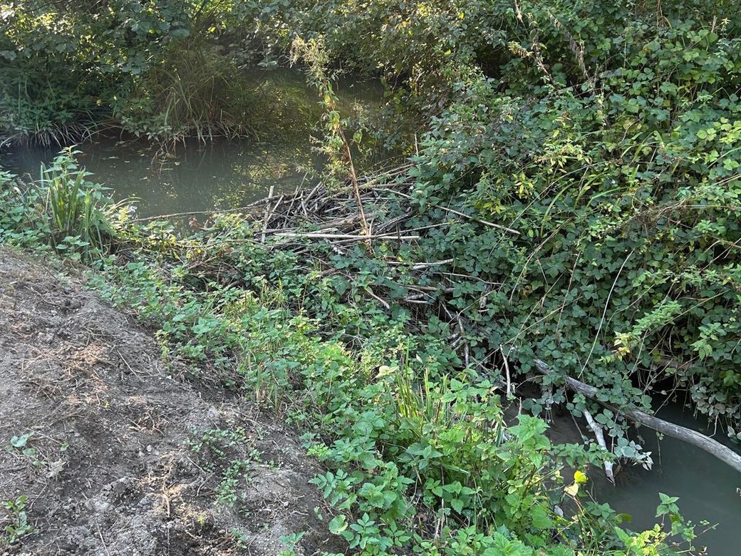 Un barrage de branches et de bâtons écorcés en travers d’un ruisseau, sous les arbres