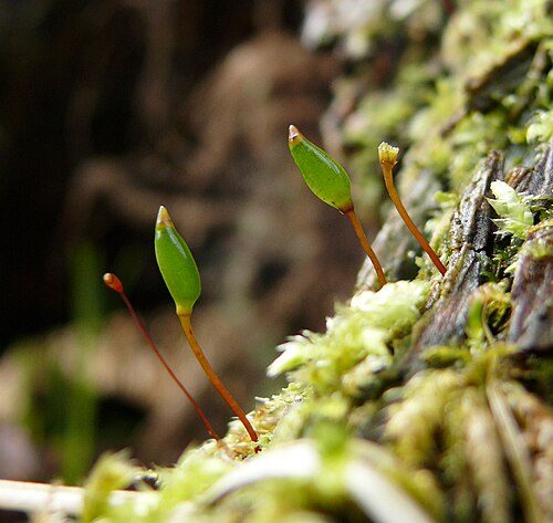 Buxbaumie verte, capsules sur bois mort