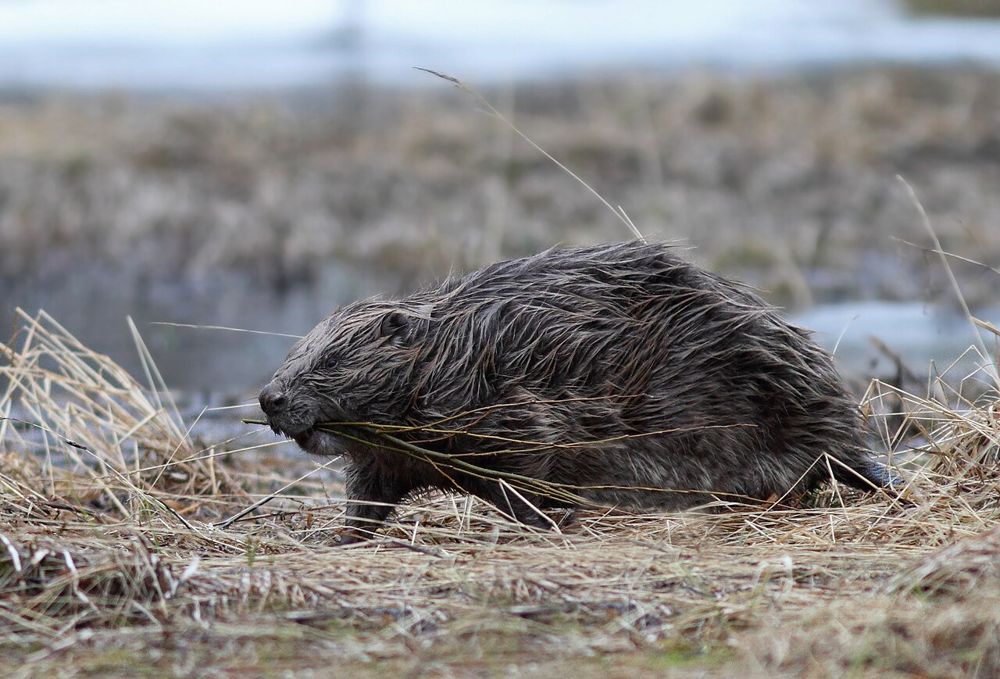 Castor d’Europe sur une berge