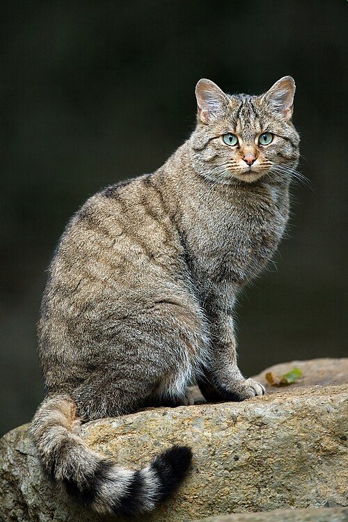 Chat forestier, pelage tigré, queue annelée