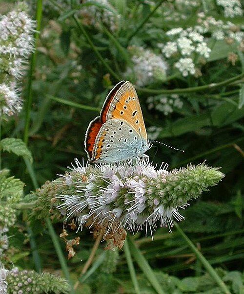 Cuivré des marais, ailes orange cuivré