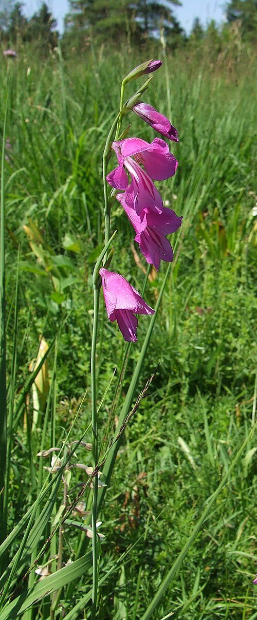 Glaïeul des marais, fleurs pourpres