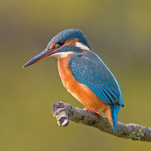 Martin-pêcheur d’Europe perché, dos bleu et ventre orange