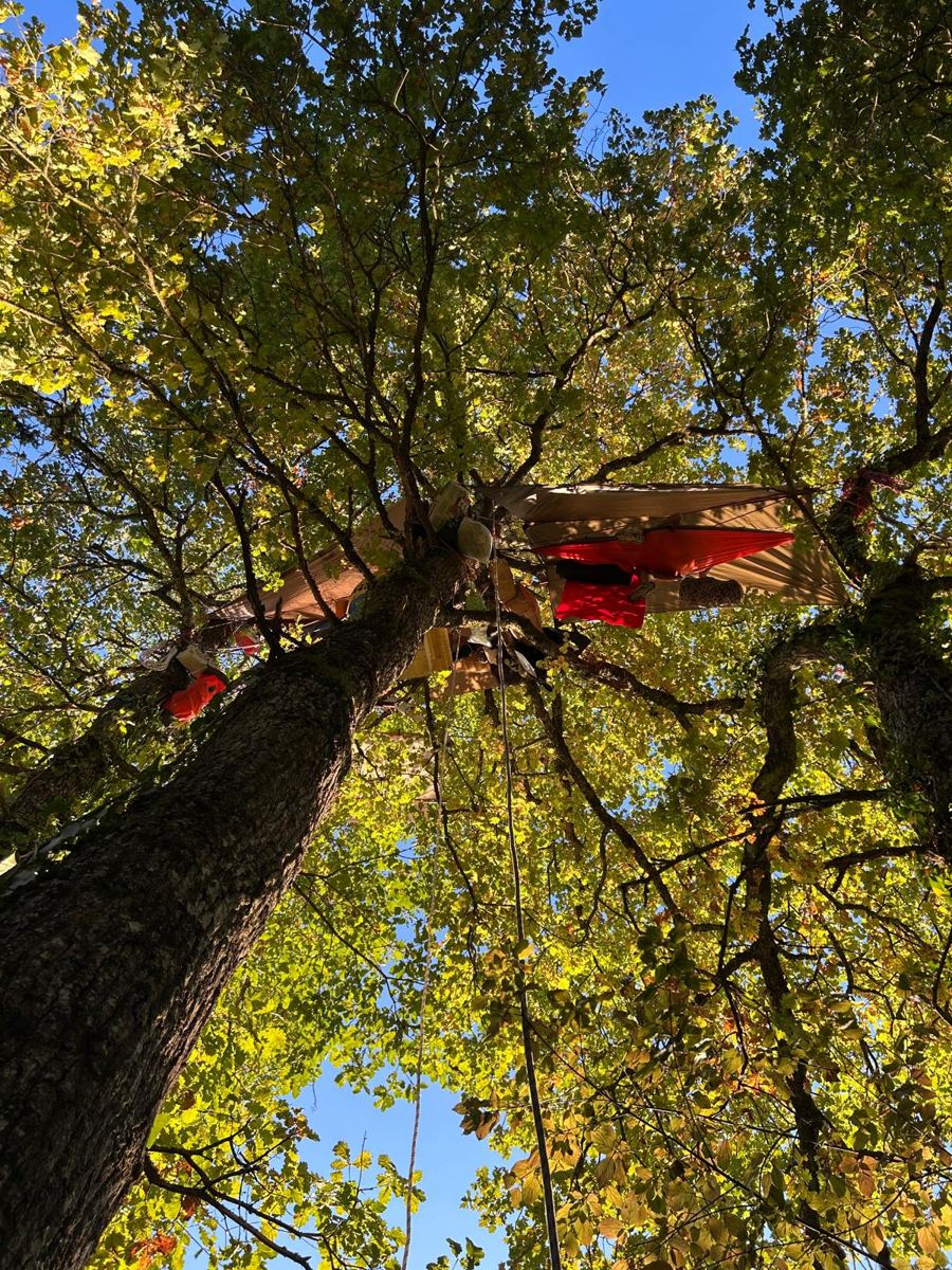 À la cime d’un arbre, vue d’en bas : une bâche tendue, un hamac rouge et des sacs accrochés aux branches, une corde le long du tronc